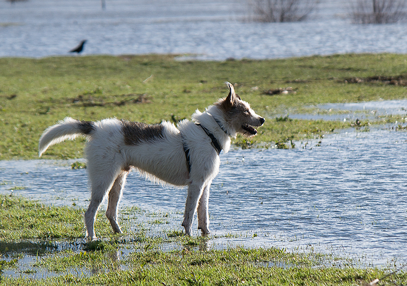 Holland 03 - 201520150404_04044317 als Smartobjekt-1 Kopie.jpg - Das ist seine Welt - viel Natur und frei laufen